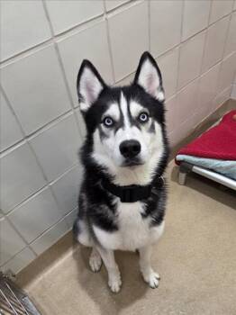 CAPYBARA -  Husky Dog Available for Adoption in Derwood, Maryland - CAPYBARA | PetCurious