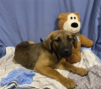 German Shepherd Dog and Mixed Breed Dogs Available for Adoption in Modesto, California - A609166 | PetCurious
