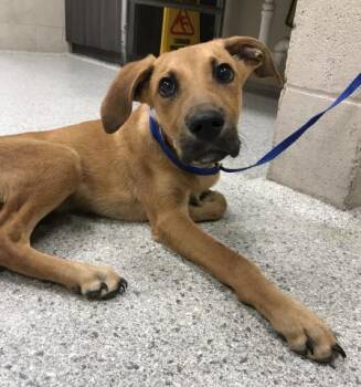 Rescue Black Mouth Cur and Mixed Breed Dogs for Adoption in Conroe, Texas - A416412 | PetCurious
