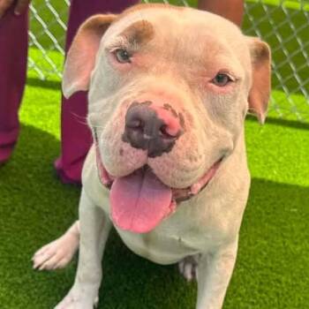 Tootie -  Pit Bull Terrier Dog for Adoption in Anahuac, Texas - Tootie | PetCurious