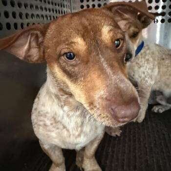 Jack Russell Terrier Dogs Available for Adoption in Birmingham, Alabama - Juno | PetCurious