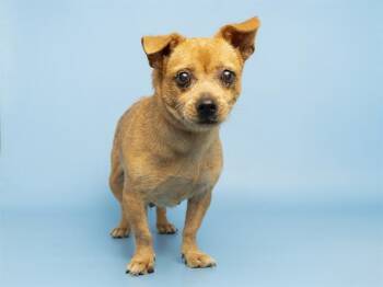 SADIE -  Chihuahua Dog for Adoption in Phoenix, Arizona - SADIE | PetCurious