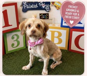 Lady Spartan -  Terrier and Mixed Breed Dog for Adoption in Broken Arrow, Oklahoma - Lady Spartan | PetCurious