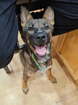 Rescue Belgian Shepherd Malinois Dogs for Adoption in Muskego, Wisconsin - Ellie The Tripod Belgian Malinois | PetCurious