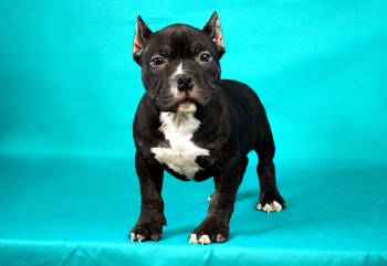 American Bully Dogs Available for Sale - Black Trindle Male | PetCurious