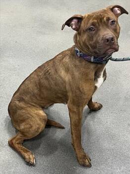 Pit Bull Terrier Dogs Available for Adoption - PATTIE | PetCurious