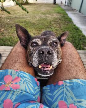 PEPA - 10/10 pup -  Labrador Retriever and Pit Bull Terrier Dog for Adoption - PEPA - 10/10 Pup | PetCurious