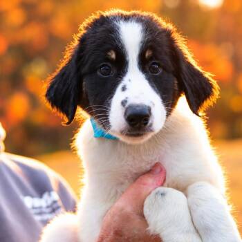 CT Mask avail Oct 24 (Scarecrow Festival- Somers, CT) -  Australian Shepherd Dog for Adoption in Eastford, Connecticut - CT Mask Avail Oct 24 (Scarecrow Festival- Somers, CT) | PetCurious