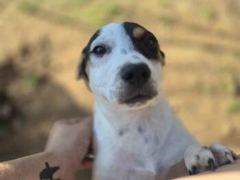 Rescue Terrier Dogs for Adoption in Dover, Arkansas - Camry | PetCurious