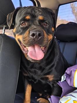 Tinkerbell -  Rottweiler Dog for Adoption in Polk, Ohio - Tinkerbell | PetCurious