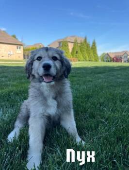 Great Pyrenees Dogs Available for Adoption in Spring Hill, Tennessee - Nyx  | PetCurious