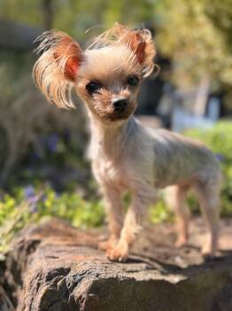 Yorkshire Terrier Dogs Available for Adoption in Thornwood, New York - Ella  | PetCurious