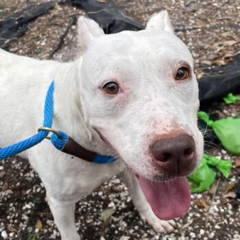 Tally -  Mixed Breed Dog for Adoption in West Palm Beach, Florida - Tally | PetCurious