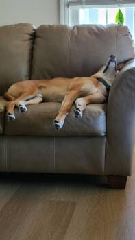 Hound and Retriever Dogs Available for Adoption - Tucker | PetCurious