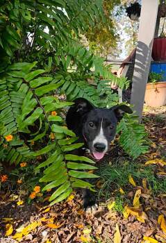 Rescue Mixed Breed Dogs for Adoption in Shelby, North Carolina - Inky | PetCurious