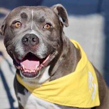 Rescue Staffordshire Bull Terrier Dogs for Adoption in San Diego, California - Tyson | PetCurious