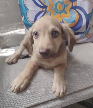 Rescue Golden Retriever and Yellow Labrador Retriever Dogs for Adoption - SOLEIL | PetCurious