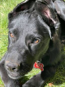 Rescue Flat Coated Retriever Dogs for Adoption in Kiowa, Oklahoma - Christina Waguilara | PetCurious