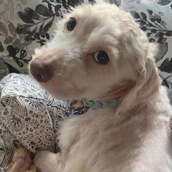 Lucky Harry -  Terrier Dog for Adoption in Gulfport, Mississippi - Lucky Harry | PetCurious