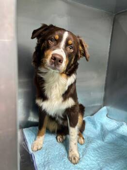 Anatolian Shepherd Dogs Available for Adoption - Haymitch | PetCurious