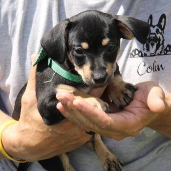BamBam -  Dachshund and Chihuahua Dog for Adoption in Bandera, Texas - BamBam | PetCurious