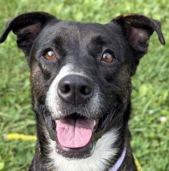 Annette -  Terrier Dog for Adoption in Jefferson, Wisconsin - Annette | PetCurious