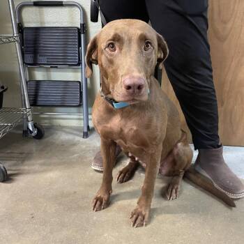 Penny -  Chocolate Labrador Retriever Dog for Adoption in Eureka Springs, Arkansas - Penny | PetCurious