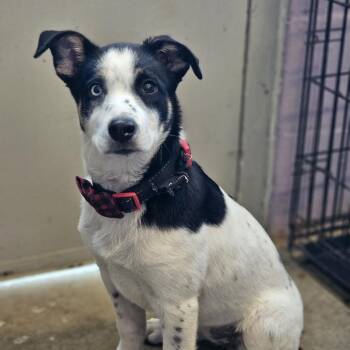 Australian Cattle Dog Blue Heeler and Australian Shepherd Dogs Available for Adoption - TNGC-Stray-1061 | PetCurious