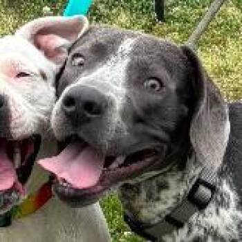 German Shorthaired Pointer Dogs Available for Adoption in Richmond, Virginia - Dewey | PetCurious