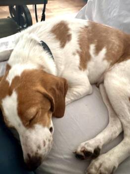 Hound Dogs Available for Adoption - Abby | PetCurious