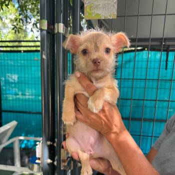 Buttercup -  Terrier and Chihuahua Dog for Adoption in Venice, Florida - Buttercup | PetCurious