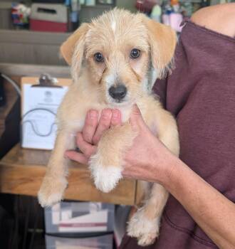 Terrier and Poodle Dogs Available for Adoption in Thousand Oaks, California - Mini Cooper | PetCurious