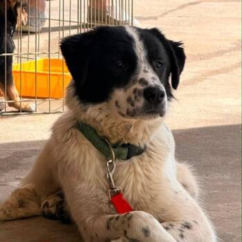 Sookie (20260809-07) -  Collie and Pointer Dog for Adoption in Niagara Falls, Ontario - Sookie (20260809-07) | PetCurious