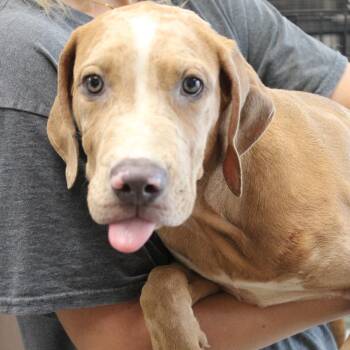 Copper -  Catahoula Leopard Dog and Mixed Breed Dog for Adoption in Hattiesburg, Mississippi - Copper | PetCurious