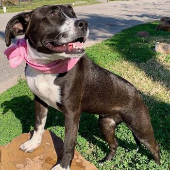 MAISY - WHAT A DARLING GIRL - SEE VIDEO -  Pit Bull Terrier and Labrador Retriever Dog for Adoption - MAISY - WHAT A DARLING GIRL - SEE VIDEO | PetCurious
