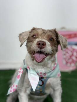 Hans-One of our Amazing Rescue Dogs -  Poodle and Havanese Dog for Adoption in Carlsbad, California - Hans-One Of Our Amazing Rescue Dogs | PetCurious
