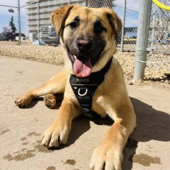 Shiloh -  Shepherd Dog Available for Adoption in Edmonton, Alberta - Shiloh | PetCurious