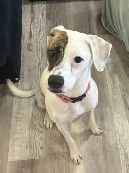 American Staffordshire Terrier Dogs Available for Adoption - Reese | PetCurious