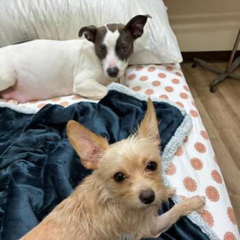 Terrier Dogs Available for Adoption in Cumming, Georgia - Sugar 22339 | PetCurious