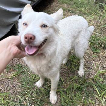 Pearl -  American Eskimo Dog Dog for Adoption in Harlingen, Texas - Pearl | PetCurious