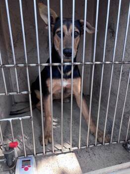 A480262 -  German Shepherd Dog and Mixed Breed Dog for Adoption in Oklahoma City, Oklahoma - A480262 | PetCurious