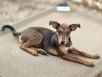 Twigs -  Miniature Pinscher and Cattle Dog Dog for Adoption in Phoenix, Arizona - Twigs | PetCurious