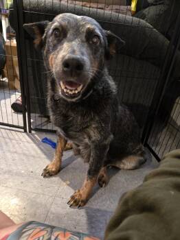 Australian Cattle Dog Blue Heeler Dogs Available for Adoption - Penelope | PetCurious