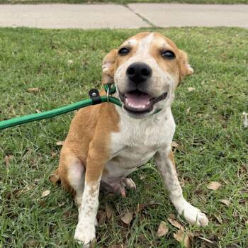 Australian Cattle Dog Blue Heeler Dogs Available for Adoption in Harlingen, Texas - Theo | PetCurious