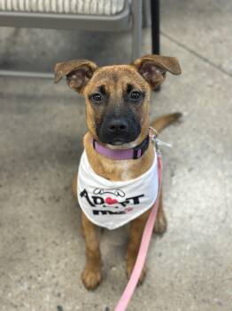 Poppy -  Mixed Breed Dog Available for Adoption in Murray, Kentucky - Poppy | PetCurious