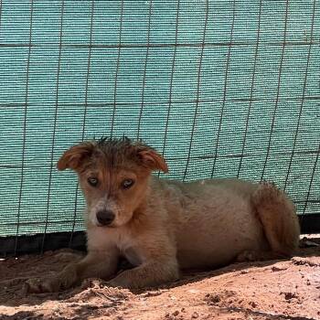 Camrim -  Mixed Breed Dog for Adoption in Moab, Utah - Camrim | PetCurious