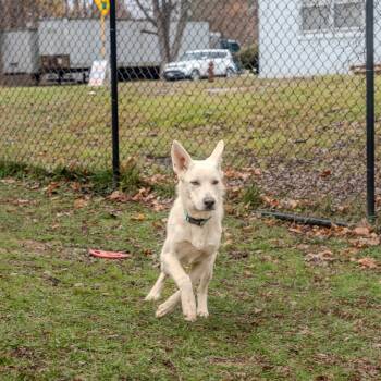 Rescue Great Pyrenees Dogs for Adoption in Pawling, New York - Ollie | PetCurious
