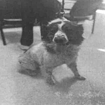 Australian Shepherd Dogs Available for Adoption - Abby A2011641 | PetCurious