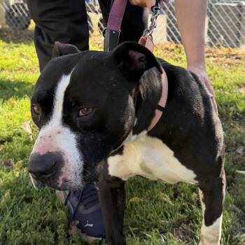 Rescue Mixed Breed Dogs for Adoption in Midland, Michigan - Alfredo Linguine (STRAY) | PetCurious