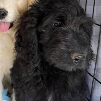 Betty -  Poodle and Labrador Retriever Dog for Adoption in Fairfax Station, Virginia - Betty | PetCurious